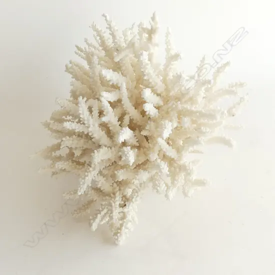 LARGE TWIG CORAL CROP H200 L260MM