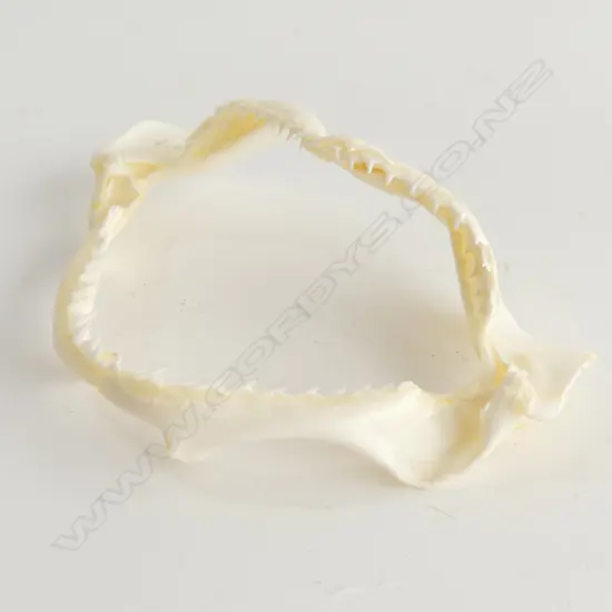 FISH JAW SKELETON W.125mm 