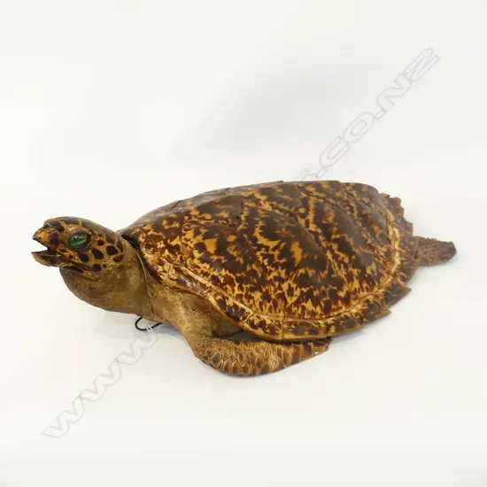 TAXIDERMY TURTLE L.450mm