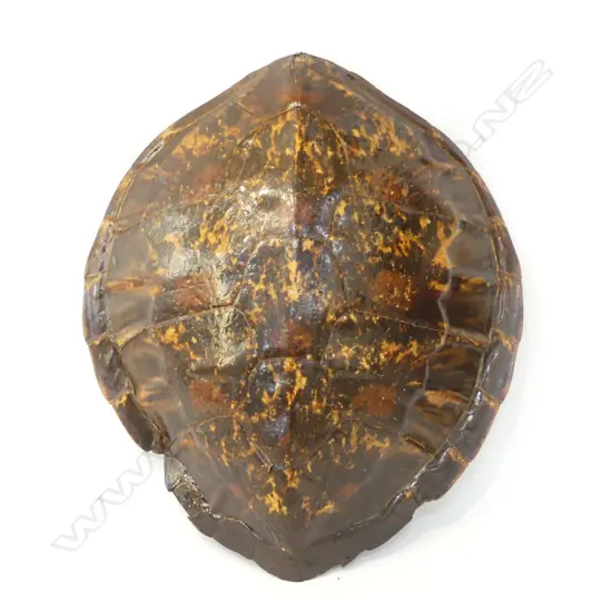 TURTLESHELL L.460mm