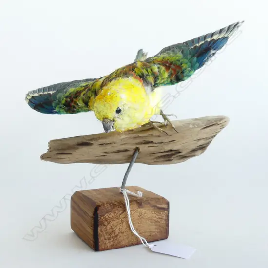 TAXIDERMY BOURKES PARROT ON STAND W.235mm