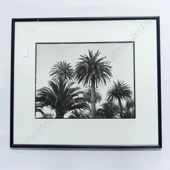 SUE GEE B/W PHOTOGRAPH - PHOENIX PALMS - INITIALLED & DATED '95  275x360mm