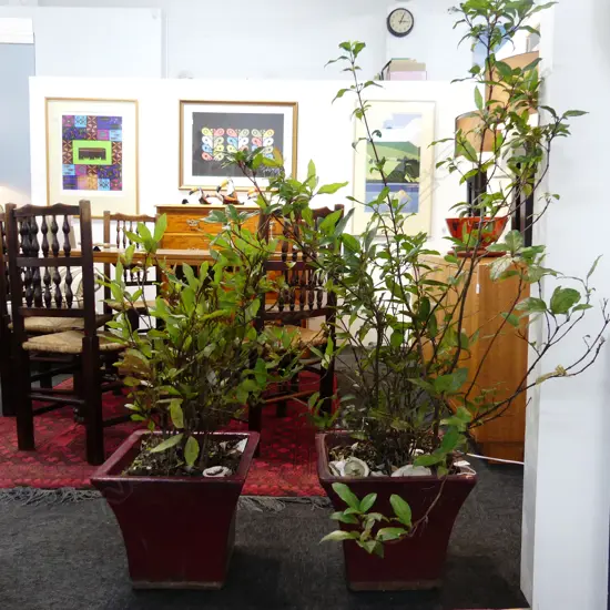 PR LAURUSTINUS PLANTS IN RED GLAZED SQUARE PLANTERS H.1350mm