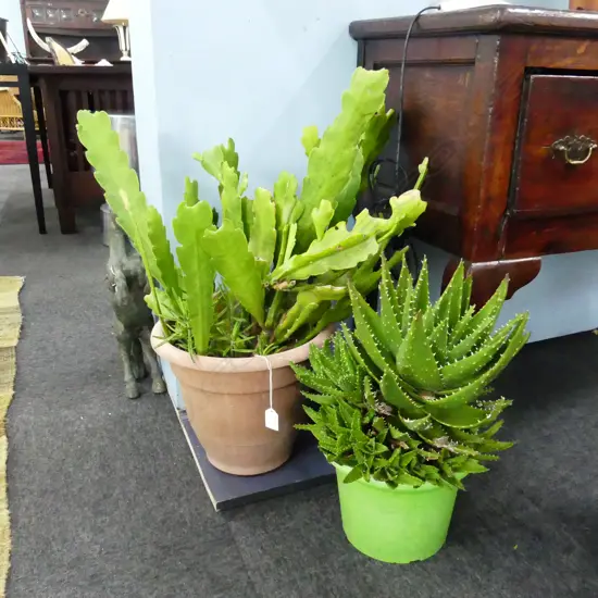 2 LG POTTED SUCCULENTS; APPROX H. 640 & 500MM