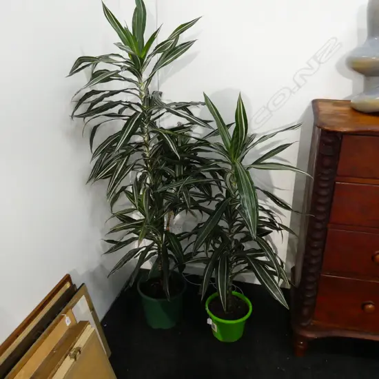2 LG VARIEGATED DRACENA PLANTS  APPROX H. 1600 & 1300MM