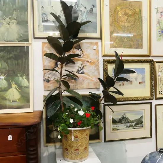 LG RUBBER PLANT WITH IMPATIENS IN ORIENTAL CERAMIC POT APPROX H. 1480MM