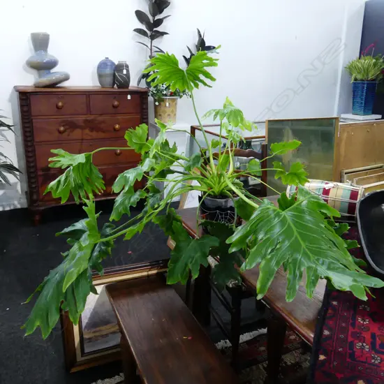 LG PHILODENDRON XANADU - APPROX DIA 1500MM