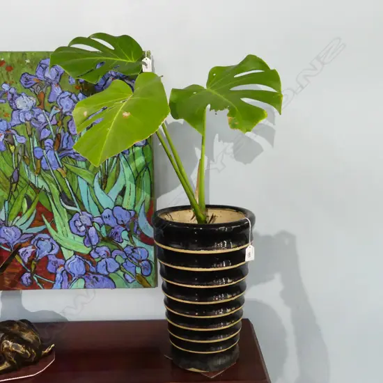 MONSTERA PLANT IN TALL STRIPED CERAMIC POT APPROX H. 870MM