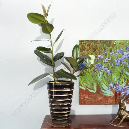 RUBBER  PLANT IN TALL STRIPED POT APPROX H. 1100MM