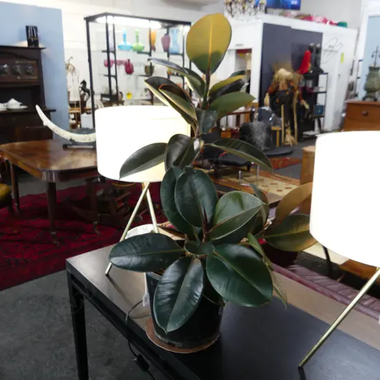 RUBBER  PLANT APPROX H. 880MM