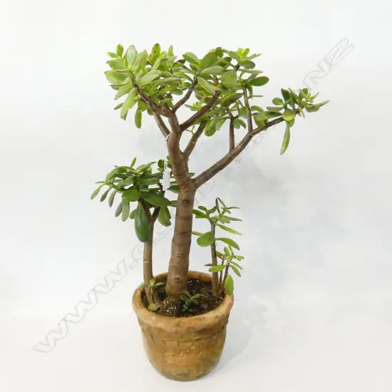 MONEY TREE IN TERRACOTTA POT H.700mm