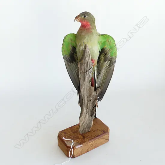 TAXIDERMY PRINCESS PARROT ON STAND H.355mm