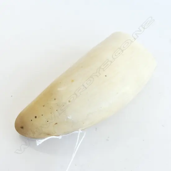 SPERM WHALE TOOTH H130MM