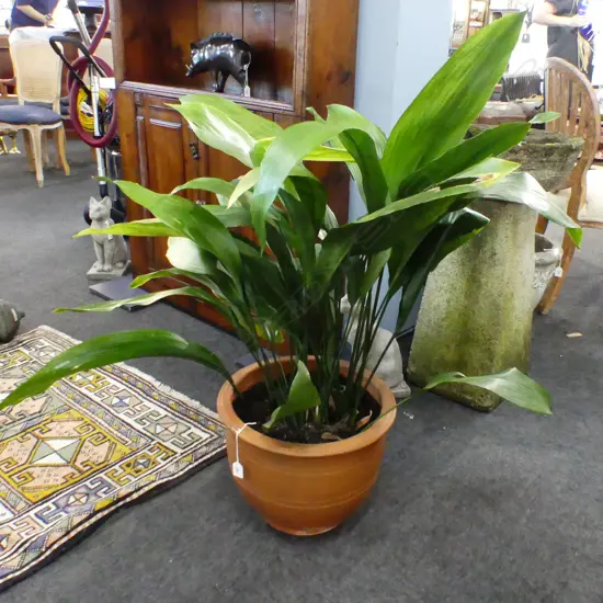 LG POTTED ASPIDISTRA PLANT H.900mm