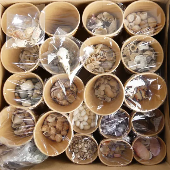 Box lot Assorted Shells