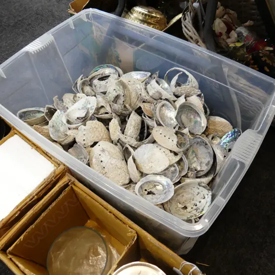 LG BOX OF PAUA SHELLS