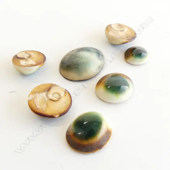 7 LOOSE 'CATS EYE' SHELLS