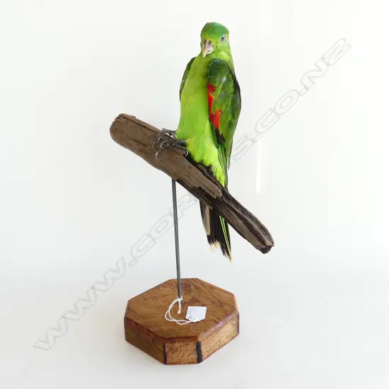 TAXIDERMY RED-WINGED PARROT H.400mm