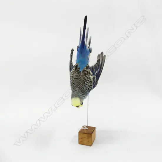 TAXIDERMY BLUE BUDGIE H.330mm
