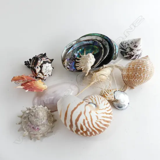 BOX LOT ASST. SHELLS