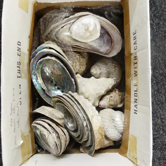 Box lot Assorted Shells