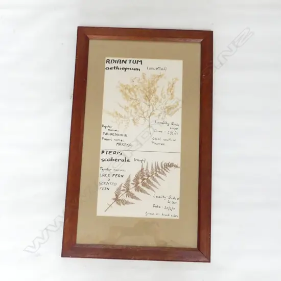1951 FRAMED FERN DISPLAY 'MAIDENHAIR'& LACE FERN. 720 x 435mm with details noted in ink