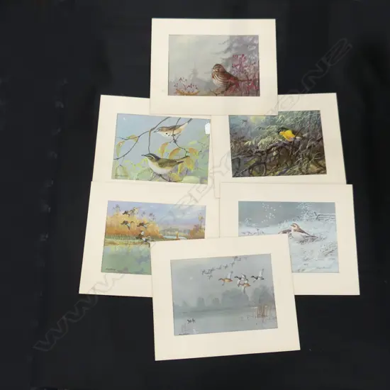 6 ALLAN BROOKS BIRD PRINTS, ALL MOUNTED & UNFRAMED  290 X 215MM