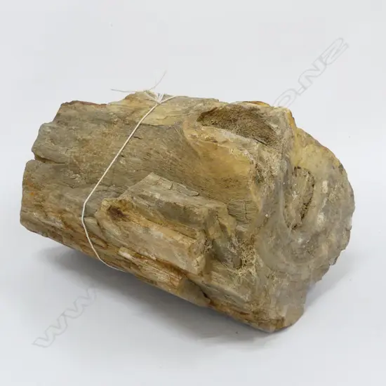 8KG PETRIFIED WOOD SLAB W.220mm