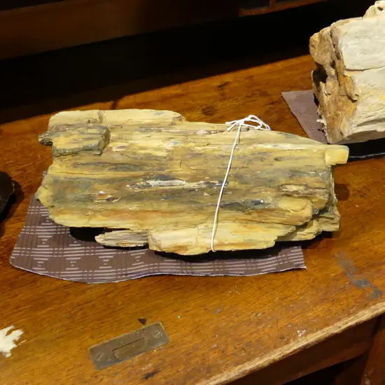 3.7KG PETRIFIED WOOD SLAB W.270mm