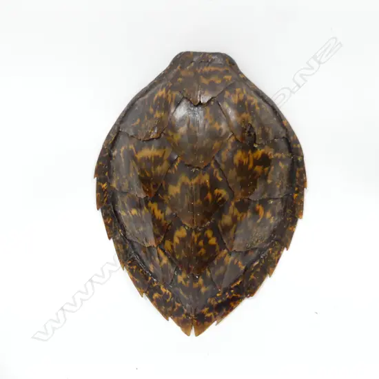 TURTLE SHELL  L 365MM