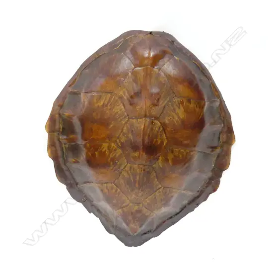 TURTLE SHELL L 430MM