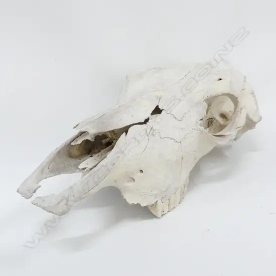 LG ANIMAL SKULL L.460mm