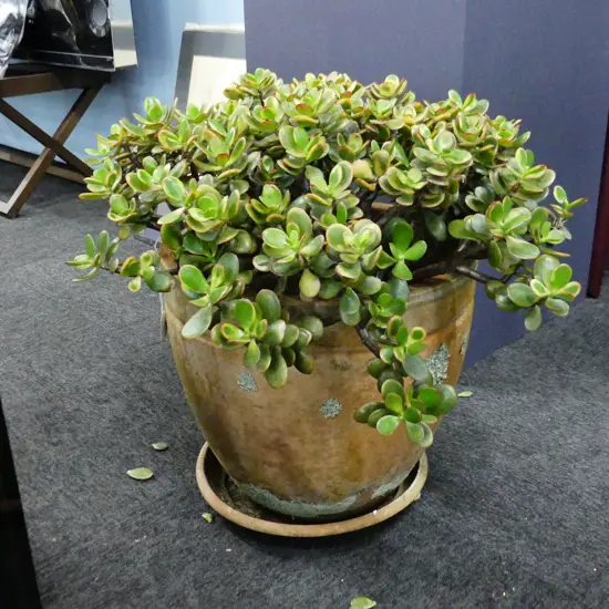 JADE / MONEY TREE IN TERRACOTTA POT H.550mm / 600mm dia