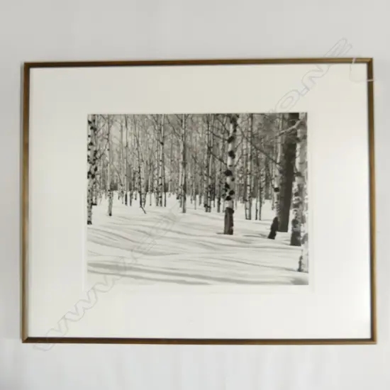 LG B/W PHOTO - SNOWY BIRCH FOREST IN WINTER - SIGNED 5/75 400x510mm