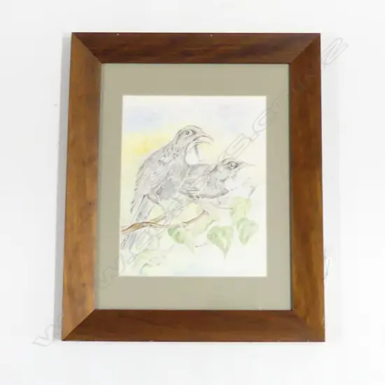 NZ UNKNOWN,  TUI (PR), COLOURED PENCIL, 250mm x 200mm