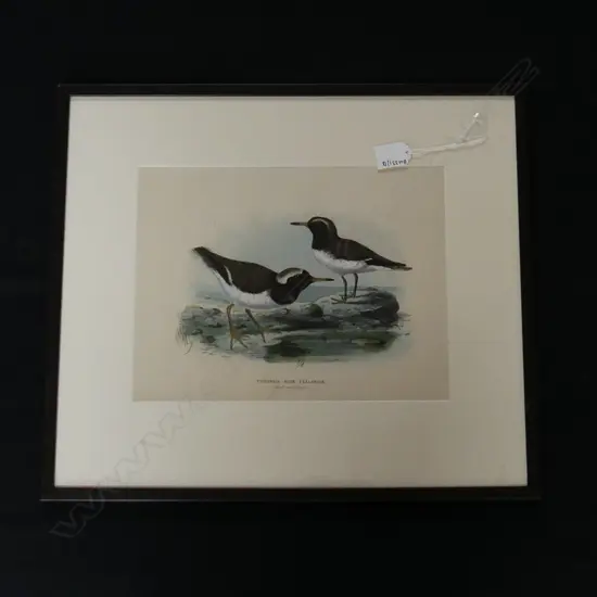 COULORED ENGRAVING NZ SEABIRDS L470H410MM