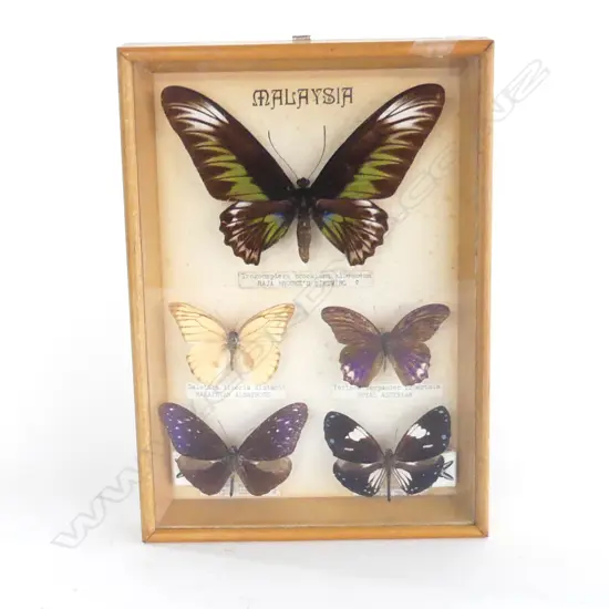 CASED BUTTERFLY COLLECTION - MALAYSIA 260x185mm