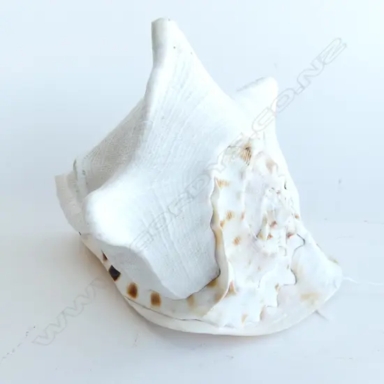 LG CONCH SHELL L.220mm
