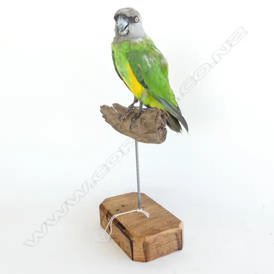 TAXIDERMY SENEGAL PARROT H.320mm