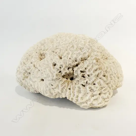 LARGE BRAIN CORAL APPROX DIA  300MM