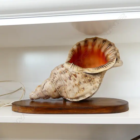 CONCH SHELL LAMP W.390mm