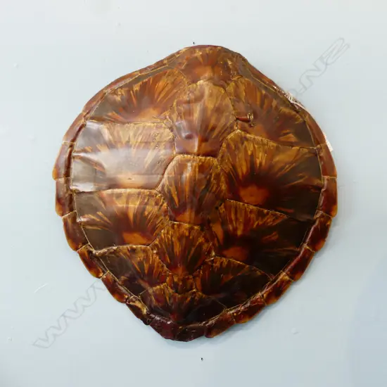 TURTLE SHELL L.400mm