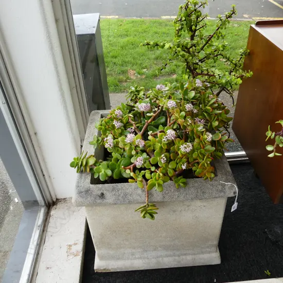 LG SQUARE CONCRETE GARDEN PLANTER w. JADE / MONEY TREE 510x510x850mm