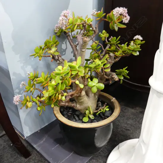 JADE / MONEY TREE IN BLACK GLAZED POT H.550mm