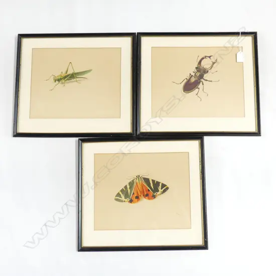 SET 3 HIGH QUALITY FRAMED INSECT COLOUR PRINTS (GRASSHOPPER, MOTH & BEETLE) 300 X 240MM 