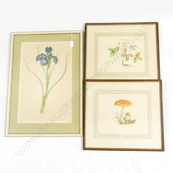 3 COLOURED BOTANICAL FRAMED PRINTS (2 X 295 X 245MM & 1 320 X 500MM)