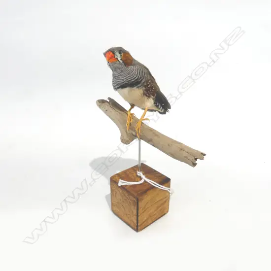 TAXIDERMY ZEBRA FINCH H.145mm