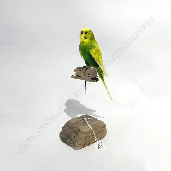 TAXIDERMY BUDGIE - GREEN / YELLOW H.270mm