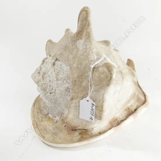 LGE QUEEN CONCH SHELL L.245mm