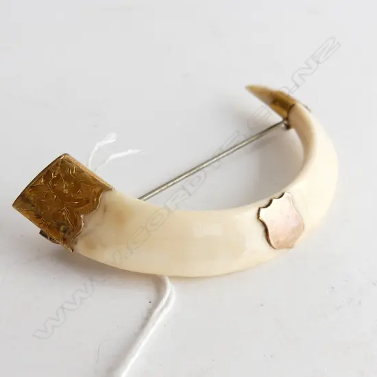 ANTIQUE BOARS TUSK BROOCH w. 9CT GOLD TRIM W.85mm